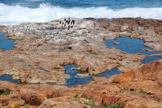 Rondreis Zuid-Afrika in twee weken - Oneindig mooie natuur bij Cape Seal