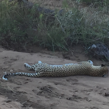 Rondreis Zuid-Afrika in twee weken - Luipaard doet een dutje