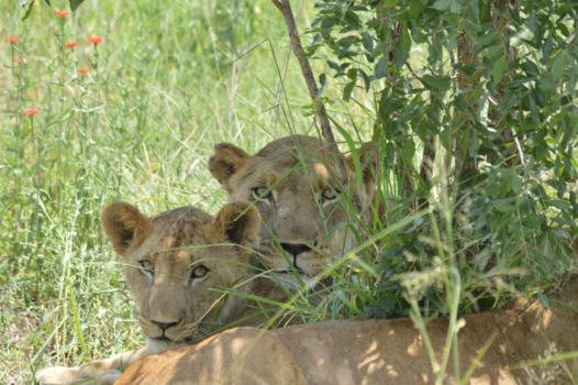 Krugerpark - Relaxen in de schaduw