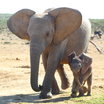 Rondreis van Johannesburg naar Kaapstad - Big ears don’t lie