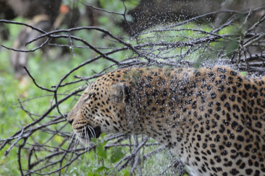 Krugerpark - luipaard in de regen