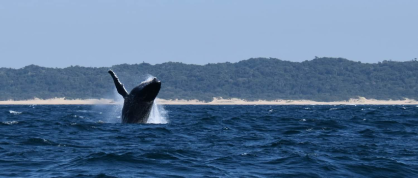 Durban - Springende walvis