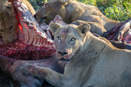 Krugerpark - Hapje voor de leeuw