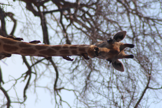 Rondreis van Johannesburg naar Kaapstad - Even lachen naar het vogeltje.