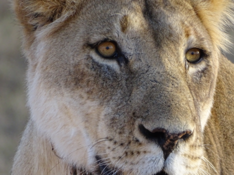Addo Elephant National Park - Ongelogen vermogen van een leeuwin haar bruine ogen.