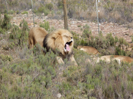 Aquila Private Game Reserve - buik vol en nu wil ik slapen !!!! ........ gaaaaaappp