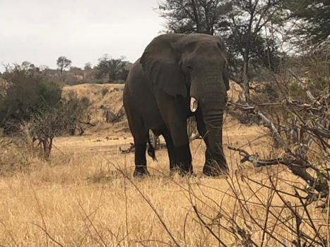 Hoedspruit - Big Daddy