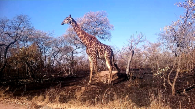 Krugerpark - Giraffe aan de wandel in het Krugerpark