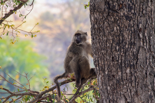 Krugerpark - Daydreaming