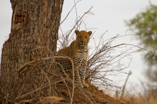 Krugerpark - Staredown