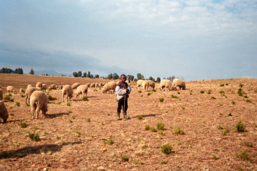 Lesotho - Analoge veehouder