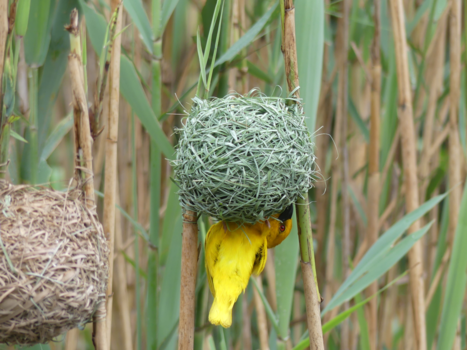 Rondreis Zuid-Afrika in drie weken - In Zuid-Afrika bouwen ze de nestjes andersom, knap lastig!