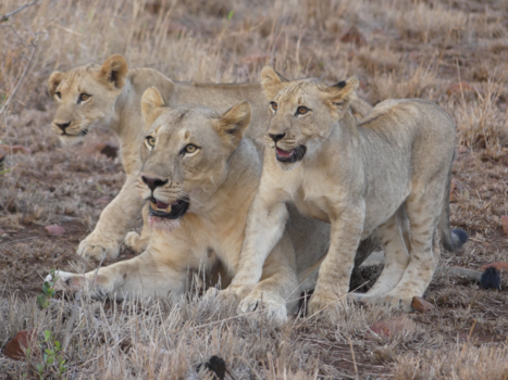 Rondreis van Johannesburg naar Kaapstad - Een fantastische gamedrive!