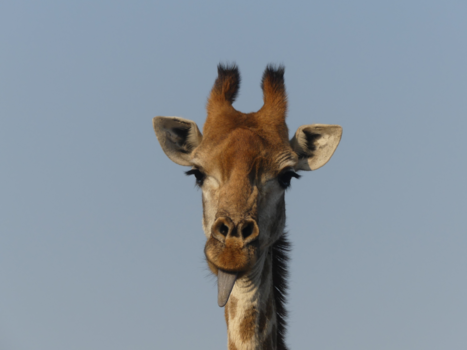 Rondreis Zuid-Afrika in drie weken - Expect the unexpected on your game drive ;)