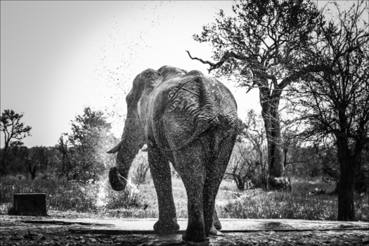 Krugerpark - Splash around!
