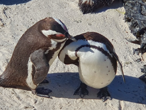 Rondreis van Johannesburg naar Kaapstad - Betty's Bay Beach