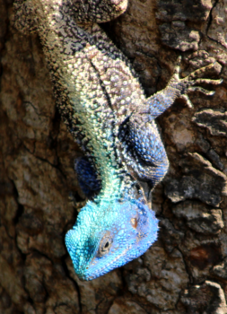 Krugerpark - boom agame in Kruger