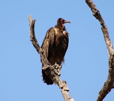 Krugerpark - kapgier in Kruger