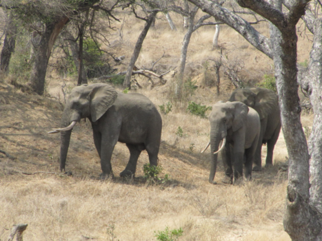 Rondreis van Johannesburg naar Kaapstad - Olifanten in het krugerpark.