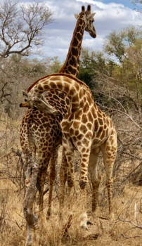 Krugerpark - Vader en zoon