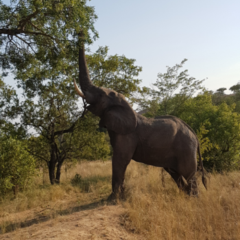 Rondreis van Johannesburg naar Kaapstad - A Majestic Animal