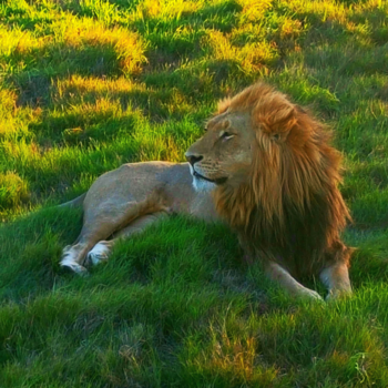 Rondreis van Johannesburg naar Kaapstad - King of the Jungle