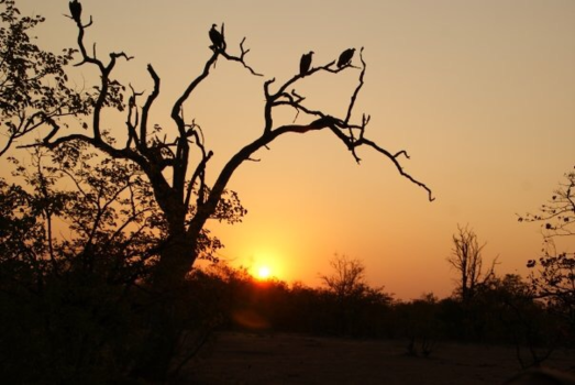 Rondreis Zuid-Afrika in drie weken - Zonsondergang Krugerpark Aasgieren