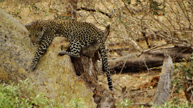 Krugerpark - Luipaard
