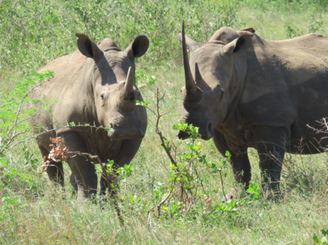 Rondreis van Johannesburg naar Kaapstad - Neus met een hoorn