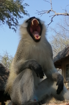 Rondreis van Johannesburg naar Kaapstad