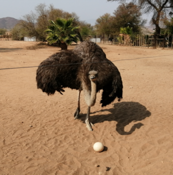 Rondreis van Johannesburg naar Kaapstad
