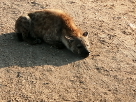 Rondreis van Johannesburg naar Kaapstad