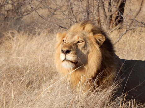 Rondreis van Johannesburg naar Kaapstad - Ik oog in oog met deze prachtige leeuw in het kruger park. Zo mooi.