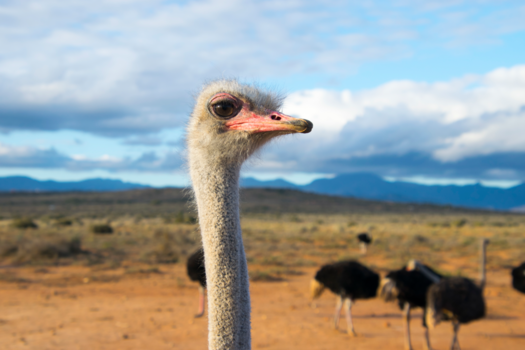 Oudtshoorn - Hey, how you doin'?
