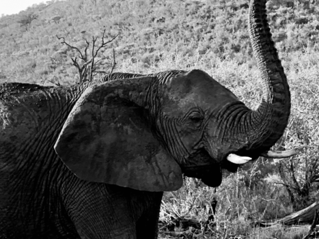 Madikwe Game Reserve - Het leven in Madikwe!