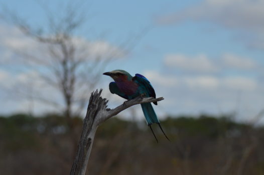 Rondreis van Johannesburg naar Kaapstad - lucky bird