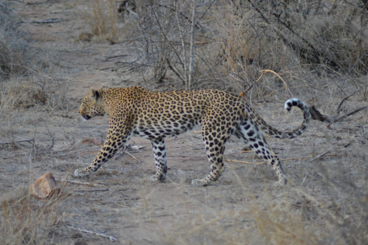Rondreis van Johannesburg naar Kaapstad - luipaard