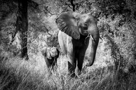 Krugerpark - Moeder en dochter in het Kruger National Park, Zuid-Afrika