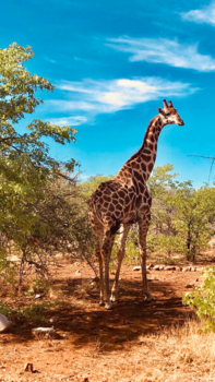 Rondreis Zuid-Afrika in twee weken - Look at that booty!!