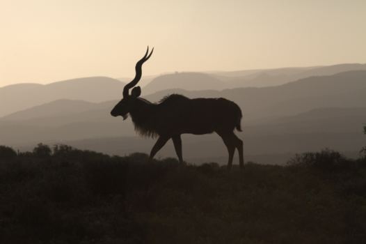 Rondreis Zuid-Afrika in twee weken - Niet alleen olifanten in Addo Elephant Park...