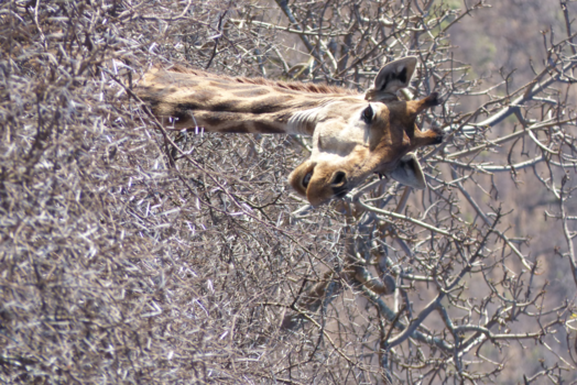 Rondreis van Johannesburg naar Kaapstad - deze steekt er bovenuit