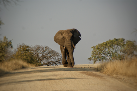 Krugerpark - Grote stier in draf