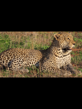 Rondreis Zuid-Afrika in twee weken - Wauw ik ben helemaal verliefd op dit “ knuffeldier “