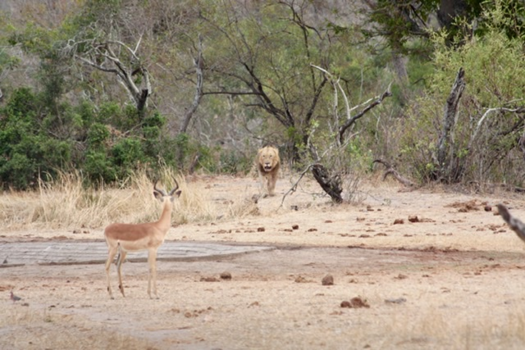Rondreis van Johannesburg naar Kaapstad - Spanning bij mens en dier.