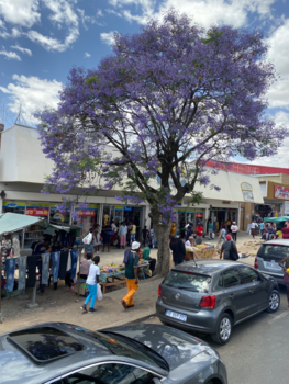 Rondreis van Johannesburg naar Kaapstad - Markt en prachtig gekleurde boom.