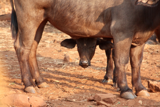 Rondreis van Johannesburg naar Kaapstad - Kiekeboe.....