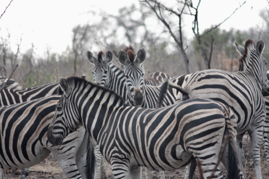 Rondreis van Johannesburg naar Kaapstad - Mag het een streepje meer zijn?