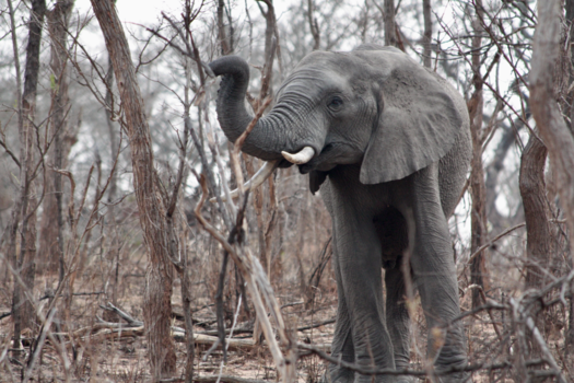 Rondreis van Johannesburg naar Kaapstad - Welkom in mijn paradijs maar gedraag je!