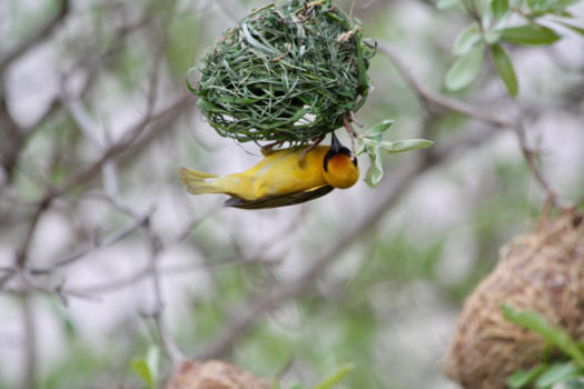 Rondreis van Johannesburg naar Kaapstad - Hoe kunstig,