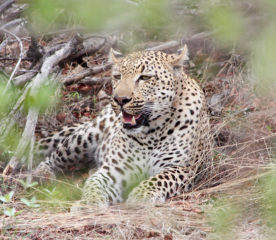 Rondreis van Johannesburg naar Kaapstad - Wat een eer om dit prachtige dier te mogen ontmoeten.
